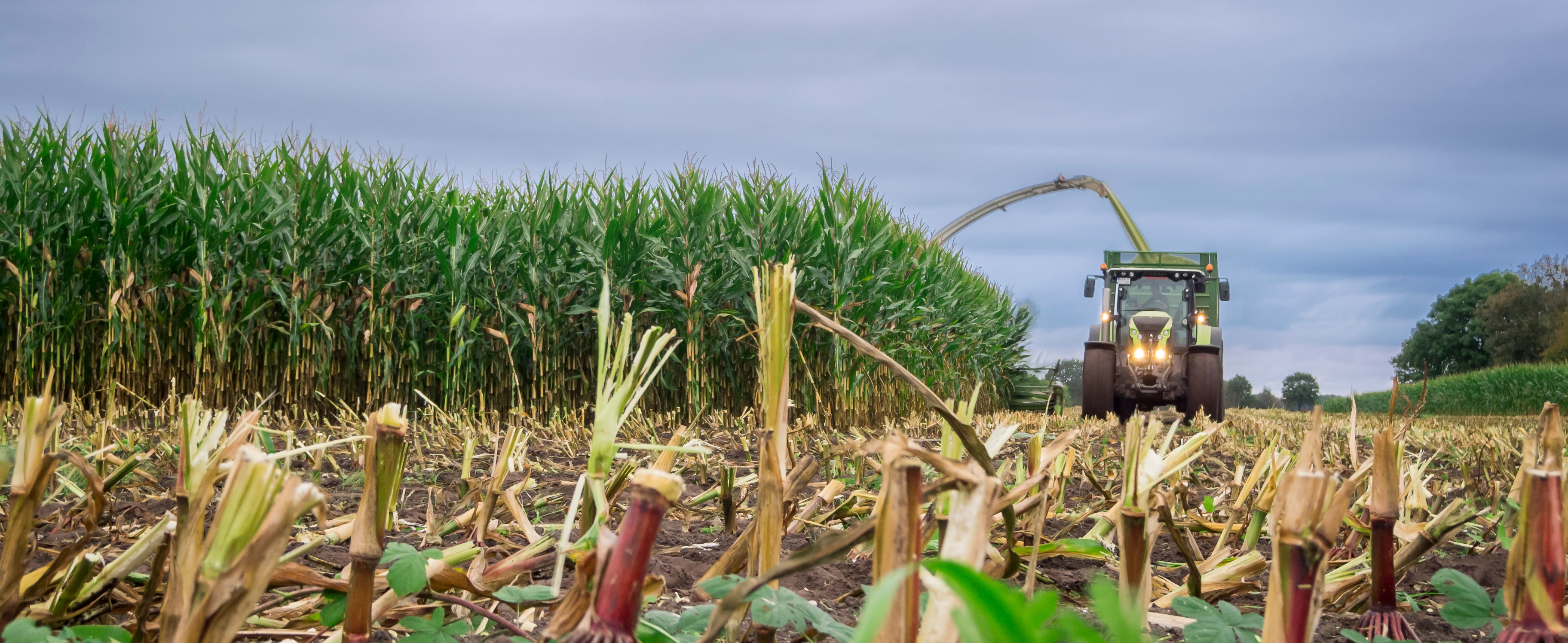 Corn harvest Corn harvest