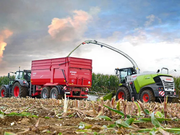 Maize harvest Maize harvest