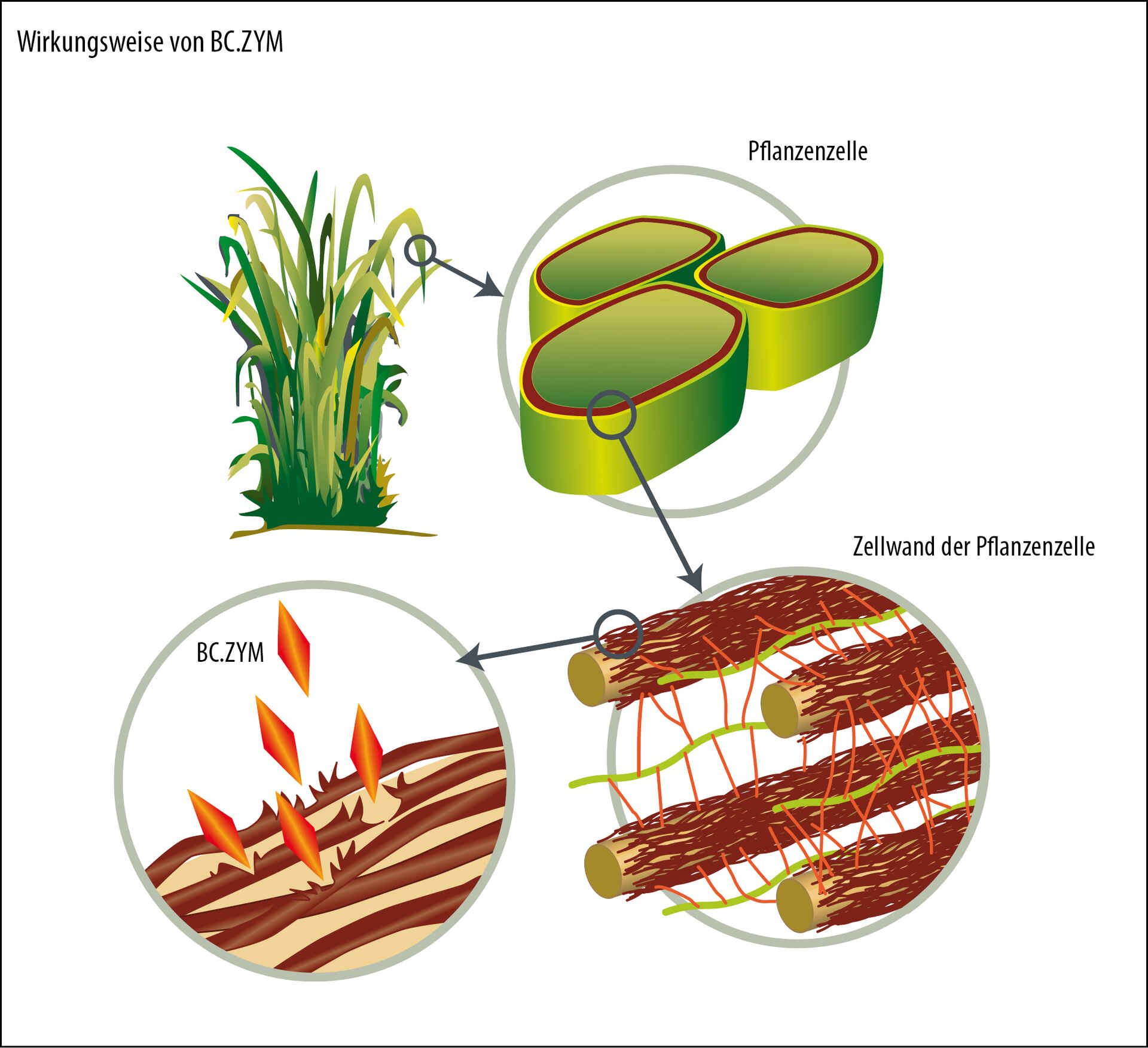 Effect of enzymes Effect of enzymes