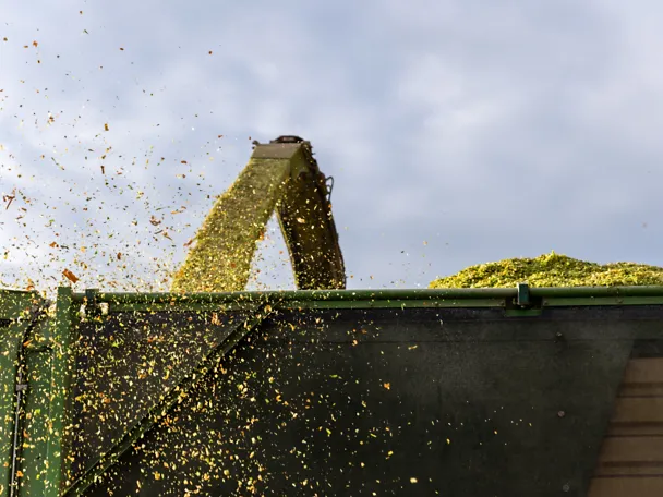 Corn harvest Corn harvest